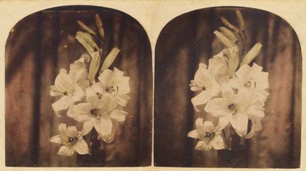 Lilies, about 1865. Creator: Unknown.