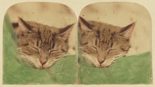 Sleeping cat, 1870s. Creator: William H. Mason.