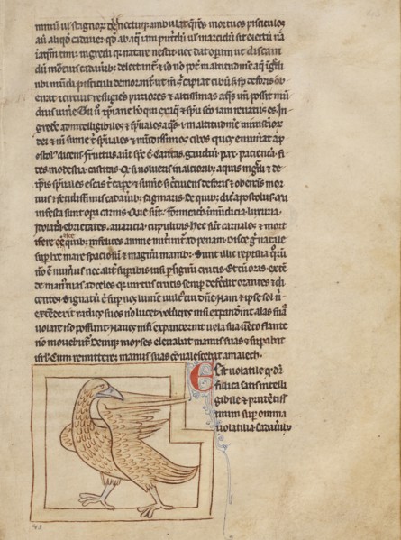 A Coot; Northumberland Bestiary, about 1250-1260. Creator: Unknown.