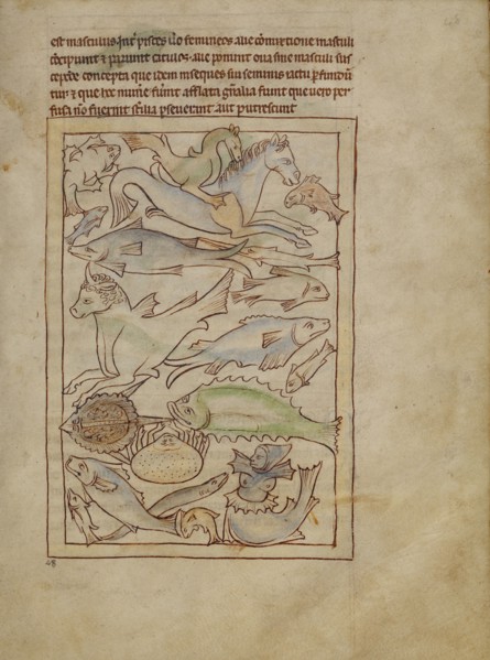 Fish and Sea Monsters; Northumberland Bestiary, about 1250-1260. Creator: Unknown.