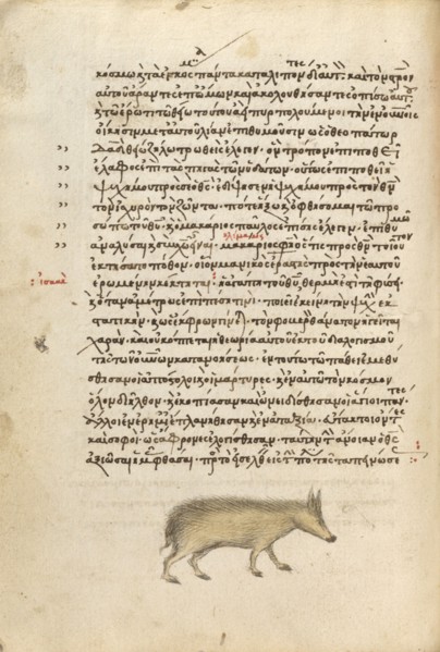 A Pig, 1510-1520. Creator: Unknown.