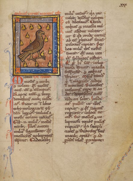A Night Heron; Bestiary, about 1270. Creator: Unknown.