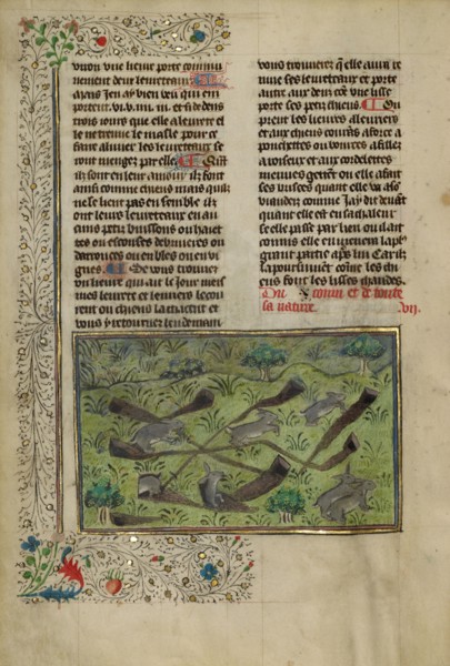 Rabbits; Livre de la Chasse, about 1430-1440. Creator: Unknown.