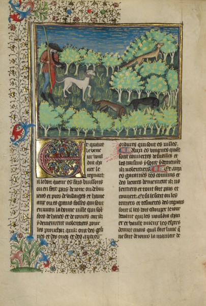 A Hunter and Dogs Pursuing a Fox; Livre de la Chasse, about 1430-1440. Creator: Unknown.
