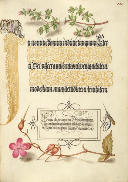 Basil Thyme, Insect, and Herb Robert, 1561-1562; illumination added 1591-1596. Creator: Joris Hoefnagel.