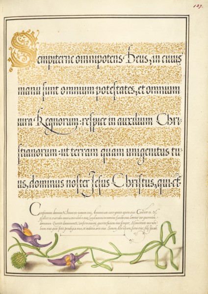 Toadflax; Mira calligraphiae monumenta, 1561-1562; illumination added 1591-1596. Creator: Joris Hoefnagel.