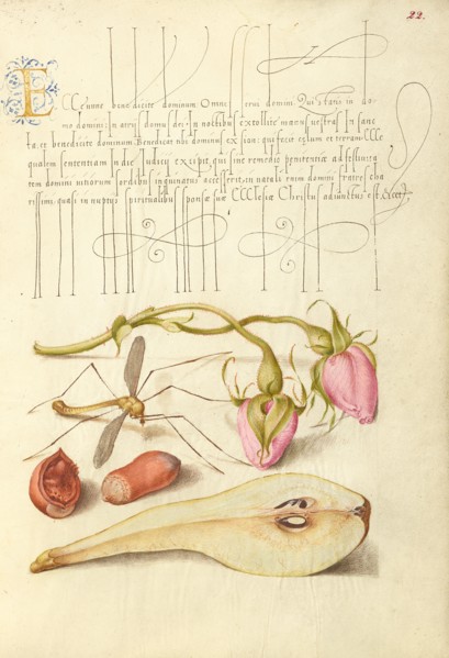 French Rose, Crane Fly, European Filbert, and Common Pear, 1561-1562; illumination added 1591-1596. Creator: Joris Hoefnagel.
