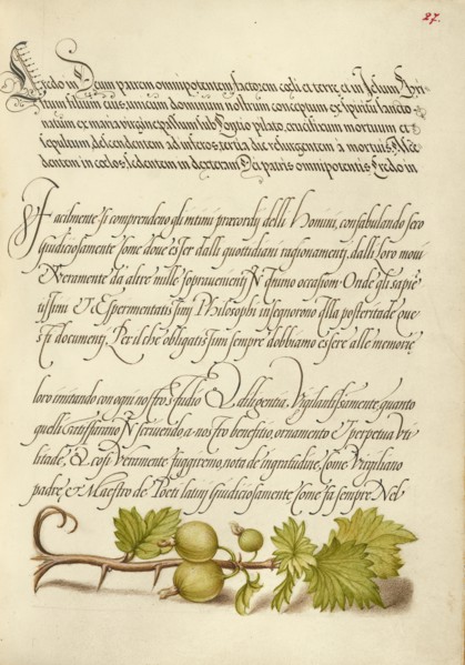 European Currant; Mira calligraphiae monumenta, 1561-1562; illumination added 1591-1596. Creator: Joris Hoefnagel.
