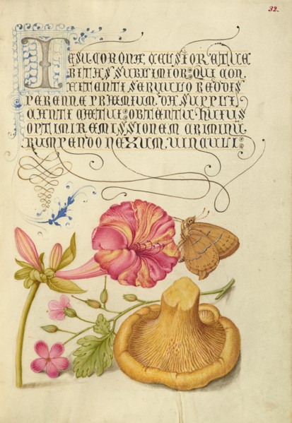 Four-o'Clock, Brown Hairstreak, Herb Robert, and Chanterelle, 1561-1562; illumination added 1591-6. Creator: Joris Hoefnagel.