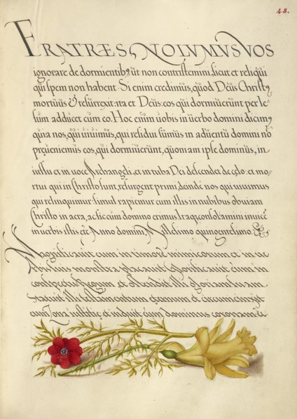 Pheasant's Eye and Buttercup; Mira calligraphiae monumenta, 1561-1562; illumination added 1591-1596. Creator: Joris Hoefnagel.