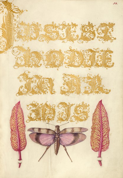 Chard Leaves and Red-Winged Grasshopper, 1561-1562; illumination added 1591-1596. Creator: Joris Hoefnagel.