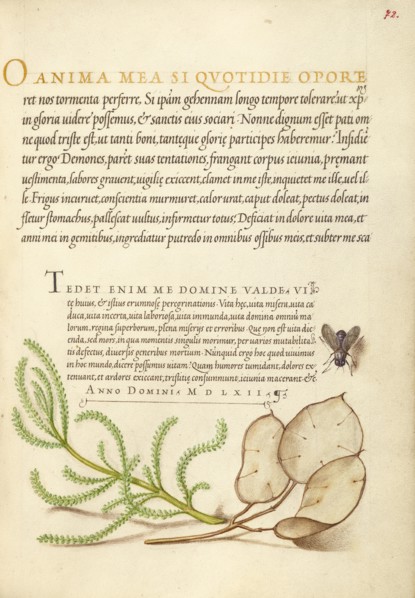 House Fly, Lavender Cotton, and Money Plant, 1561-1562; illumination added 1591-1596. Creator: Joris Hoefnagel.