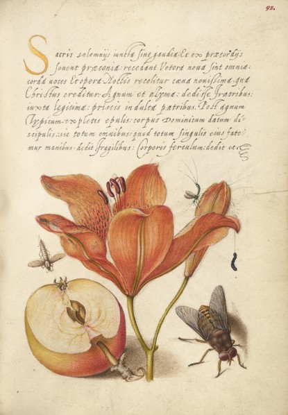 Insects, Orange Lily, Caterpillar, Apple, and Horse Fly, 1561-1562; illumination added 1591-1596. Creator: Joris Hoefnagel.