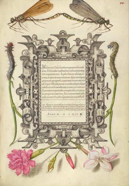 Damselflies, Caterpillars, Carnation, and Poet's Jasmine, 1561-1562; illumination added 1591-1596. Creator: Joris Hoefnagel.