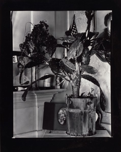 The Cactus Plant/Interior Detail of a Portuguese House, Truro, Massachusetts, 1930-1931. Creator: Walker Evans.