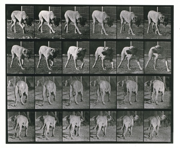 Dog; walking; interrupted, mastiff  Dread, 1887.  Creator: Eadweard J Muybridge.
