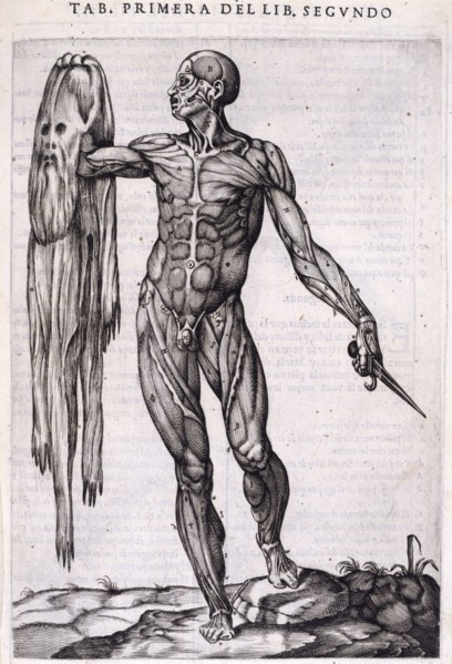 A flayed man holding his own skin, 1556.  Creator: Nicolas Beatrizet.