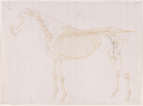 Working drawing of the Blood Vessels for 'The Fifth Anatomical Table of the Muscles ...', 1756. Creator: George Stubbs.
