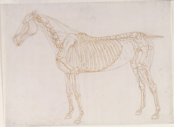 Working drawing of the Blood Vessels for 'The Second Anatomical Table of the Muscles ...', 1756. Creator: George Stubbs.