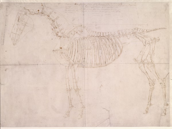 Measured working drawing for 'The First Anatomical Table of the Skeleton of the Horse', 1756. Creator: George Stubbs.