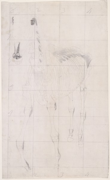 Working drawing for 'The Tenth Anatomical Table of the Muscles ... of the Horse', 1756. Creator: George Stubbs.