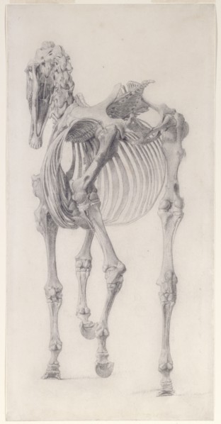 Finished study for 'The Third Anatomical Table of the Skeleton of the Horse', 1756. Creator: George Stubbs.