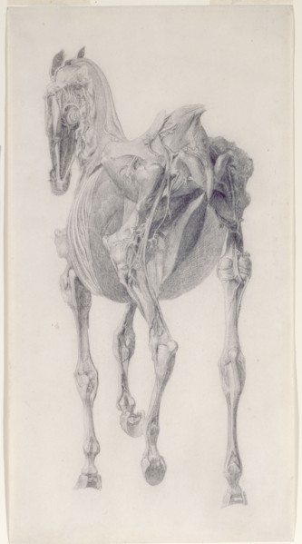 Finished study for 'The Fifteenth Anatomical Table of the Muscles ... of the Horse', 1756. Creator: George Stubbs.