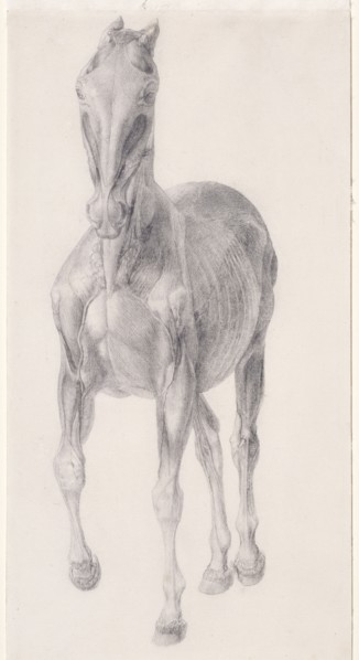 Finished study for 'The Seventh Anatomical Table of the Muscles ... of the Horse', 1756. Creator: George Stubbs.