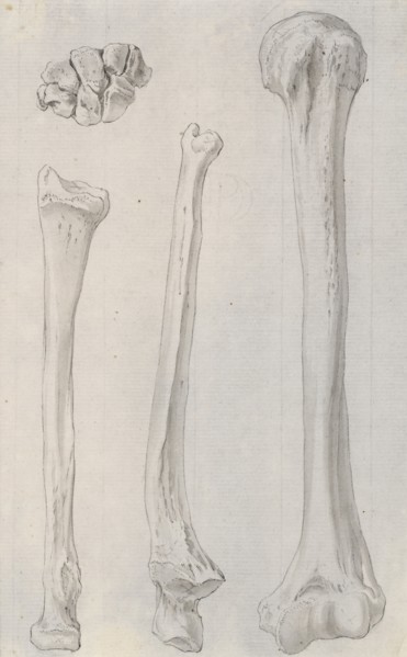 Studies of the bones of the legs, relating to Cheselden's `Osteographia', 1733. Creator: Gerard Vandergucht.