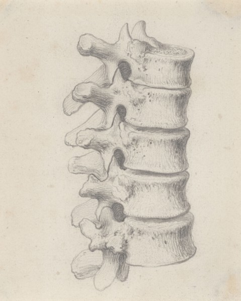 The vertebrae of the loins, relating to Cheselden's `Osteographia', by 1733. Creator: Gerard Vandergucht.