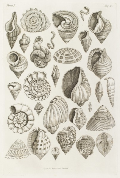 Different shells thought to inspire the forms of Etruscan vases, 1769.  Creator: Giovanni Battista Piranesi.