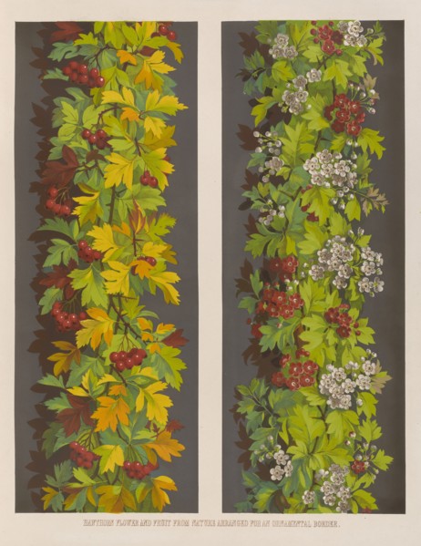 Hawthorn flower and fruit from Nature arranged for an ornamental border, 1850.  Creator: Ludwig Gruner.