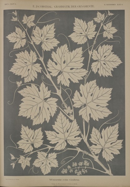 Grapevine (vitis vinifera), 1874.  Creator: Unknown.