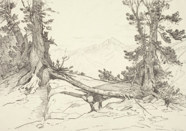 Sierra Pines, 1924. Creator: Bolton Coit Brown.