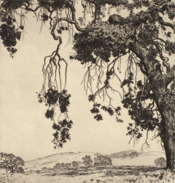 Weeping Oaks, c1900-1952. Creator: Alfred Ray Burrell.