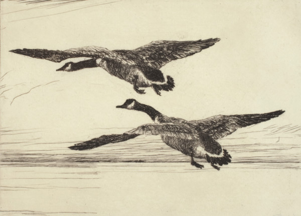 Two Black Geese, 1931. Creator: Frank Weston Benson.