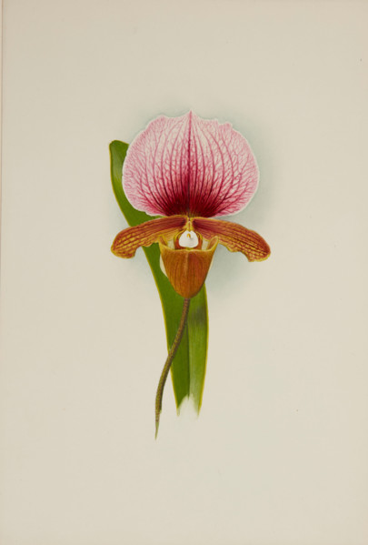 Orchid: Cypridium Charlesworthii, 1906. Creator: Frederick William Bolas.