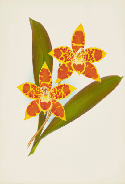 Orchid: OdontoglossumTriumpharis, 1907. Creator: Frederick William Bolas.