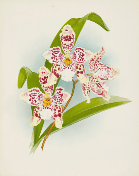 Orchid: Odontoglossum Rolfeae, 1907. Creator: Frederick William Bolas.