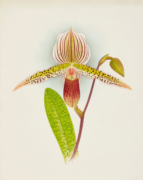 Orchid: Cypripedium Shilianum, 1907. Creator: Frederick William Bolas.