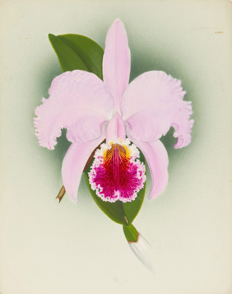 Orchid: Cattleya, 1908. Creator: Frederick William Bolas.