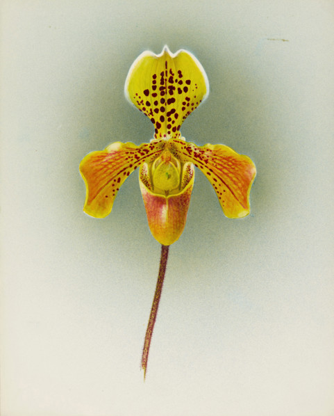 Orchid: Cypripedium George Moore, 1910. Creator: Frederick William Bolas.