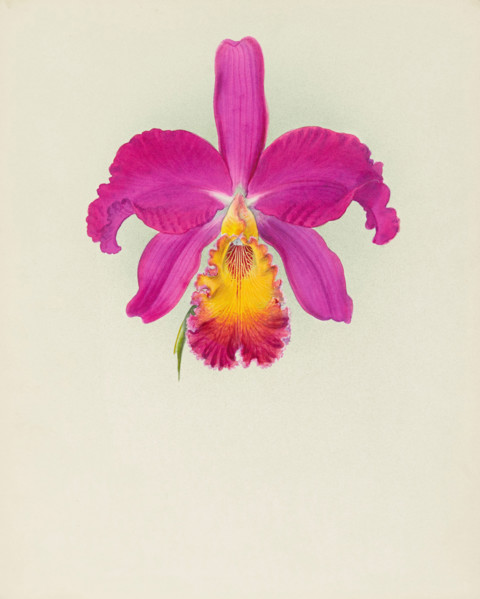 Orchid: Laelio - Cattleya, 1917. Creator: Frederick William Bolas.