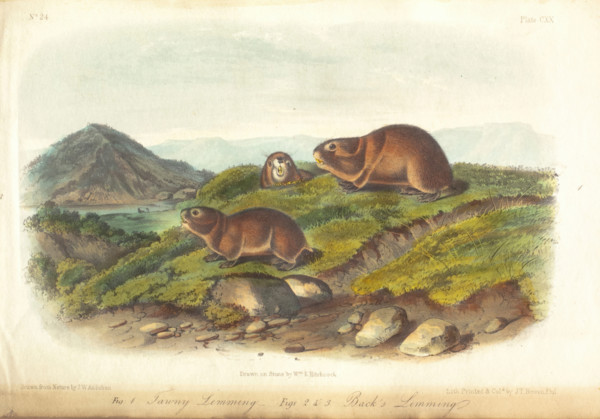 Quadrupeds of America, three of three volumes with 155 hand-colored plates, 1849-1854. Creator: John James Audubon.