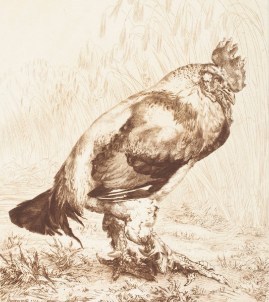 Le Vieux Coq (The Old Rooster), 1882. Creator: Felix Bracquemond.
