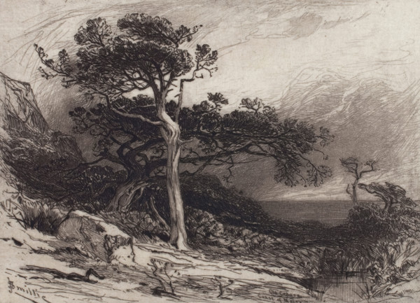 Old Cedars, Coast of Maine, 1880. Creator: James David Smillie.
