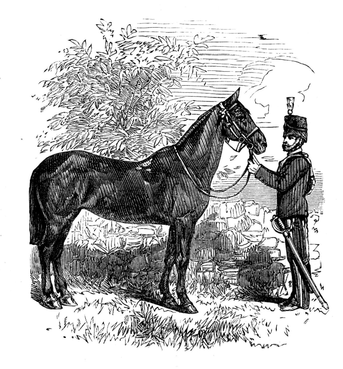 The Balaclava Mare, presented to Her Majesty, 1873. Creator: Unknown.