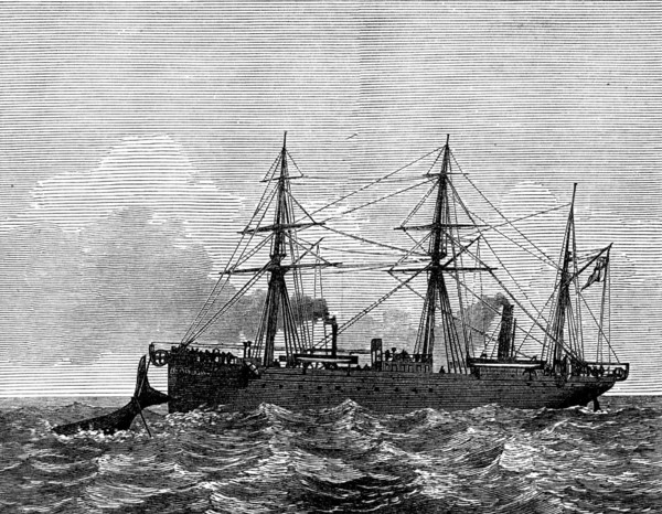 Wiring a whale by the Persian Gulf Submarine Telegraph Cable, 1873. Creator: Unknown.