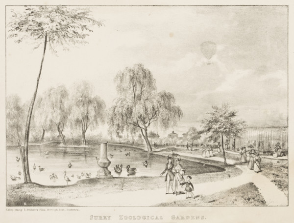 Surry Zoological Gardens, 1836. The Gardens were opened to rival London Zoo, as a way of displaying