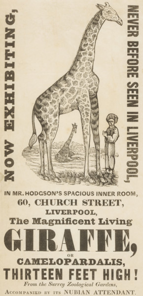 The Magnificent Living Giraffe, or Camelopardalis, Thirteen Feet High!, c1836. 'Now Exhibiting,